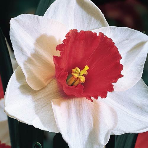 Daffodil Decoy Red Flower Bulbs