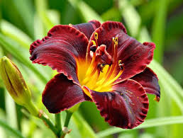 Day Lily Flower Bulbs