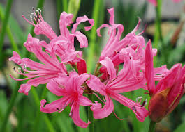 Nerine Lily Flower Bulbs