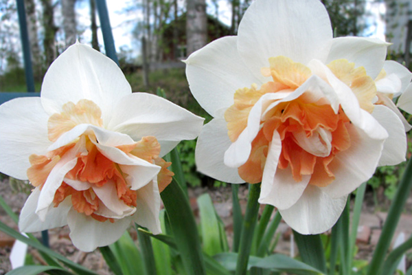 Daffodil Replete Flower Bulbs