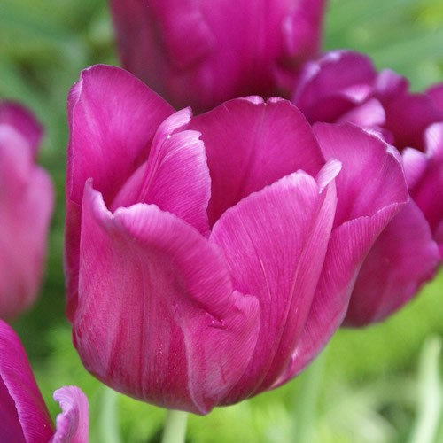 Tulip Purple Lady Flower Bulbs