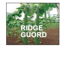 ridge gourds