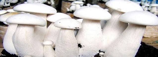 Oyester Mushrooms