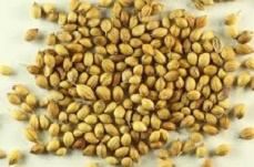 Coriander Seeds