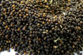 Organic Tulsi Seeds, for Health Supplement, Medicine, Packaging Size : 250gm, 500gm 1kg