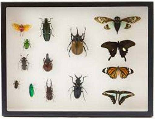insect display showcase
