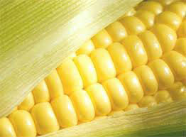 Indian Maize, Color : yellow
