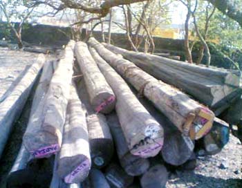 Burma Teak Logs