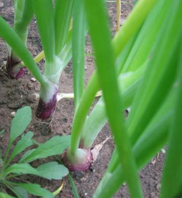 Garden Onions