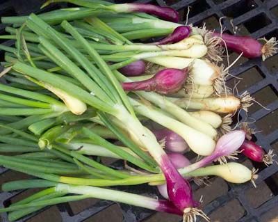 Garden Onions