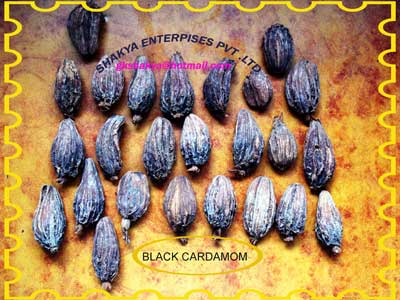 Black Cardamom 02