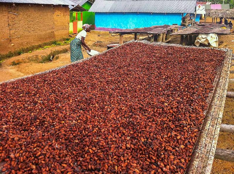 cocoa coffee beans & Bitter Kola Nuts Supplier FAE EXPORTS, Lagos