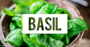 Fresh Basil Leaves, Packaging Type : Plastic Bags