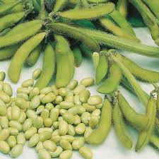 Organic Fresh Soybean