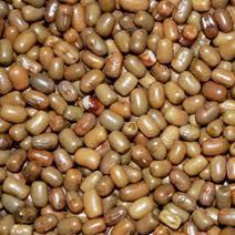 Moth Beans, Color : Brown