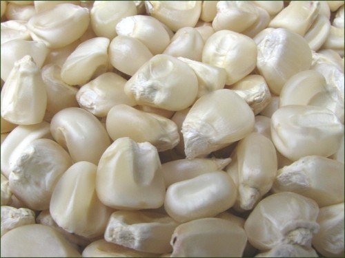 White maize, for Cattle Feed, Human Food, Making Popcorn, Packaging Type : PP Bags