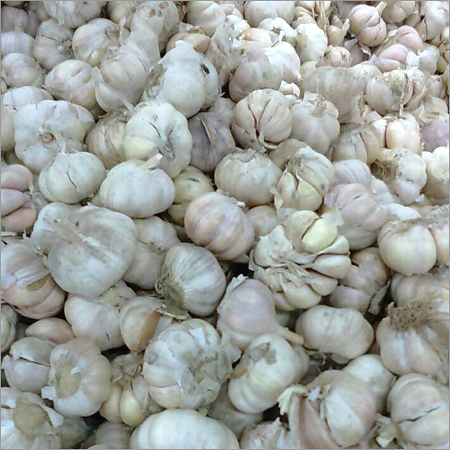 Garlic, Size : 30mm+, 40mm+ 45mm+, 50mm+