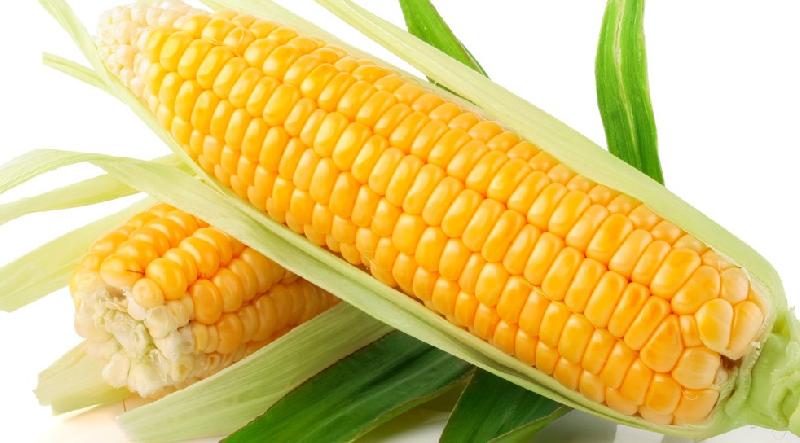 Yellow maize