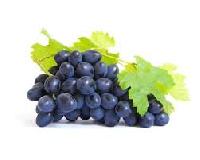 Bilberry Extract