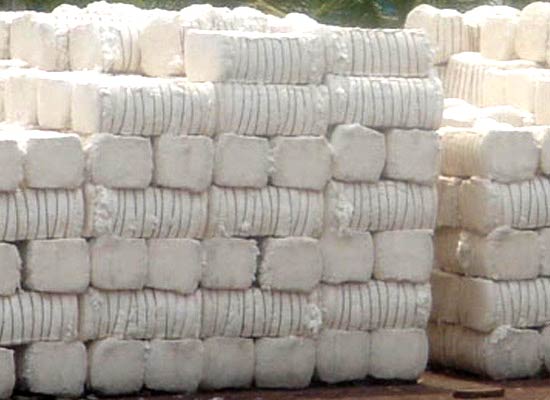 Raw Cotton Bales, for Textile Industry, Pattern : Plain