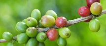 50- 60% Green Coffee Extract