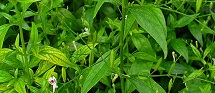 Andrographis Paniculata Extract