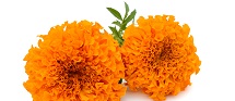 Marigold Extract