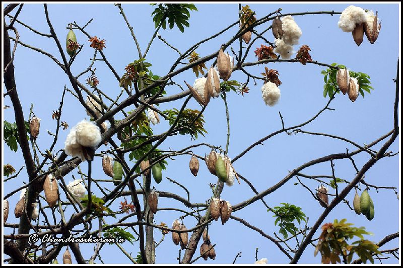Silk Cotton Tree by Harihar Herbal Products from Sagar Madhya Pradesh