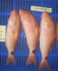 Red Mullet Whole