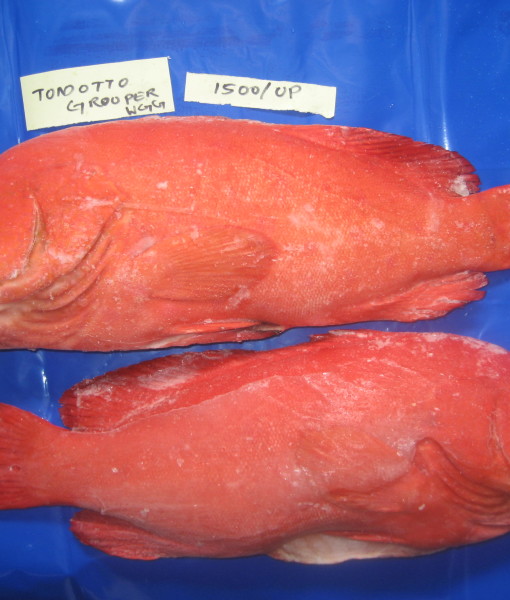 Tomatto Grouper Whole cleaned