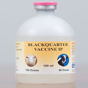 Blackquarter Vaccine