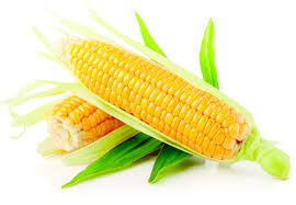 Yellow maize/corn for human consumption.