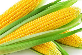 yellow Sweet Corn ( maize)