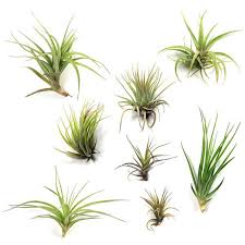 Air plants