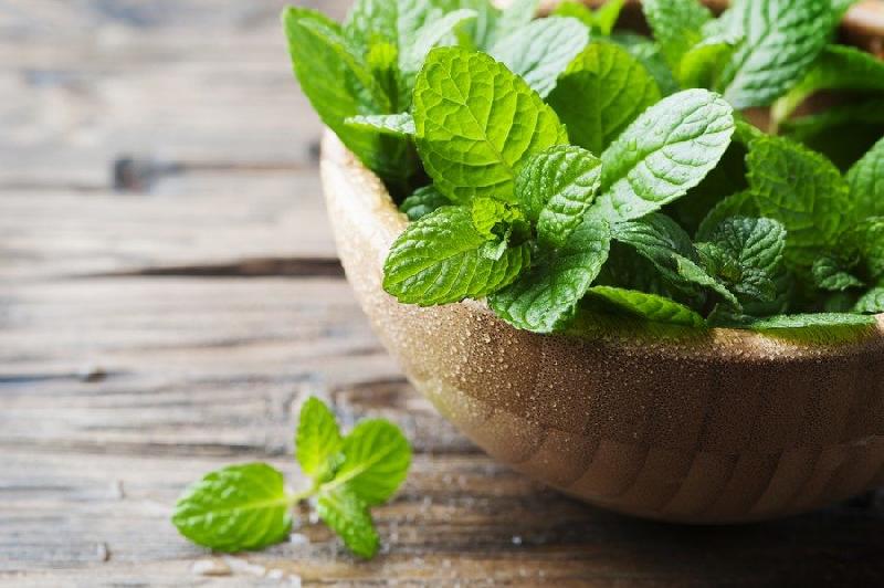 Fresh Mint Leaves