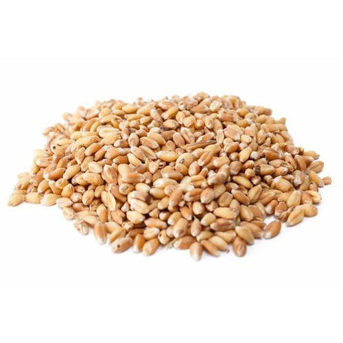 Sharbati Wheat