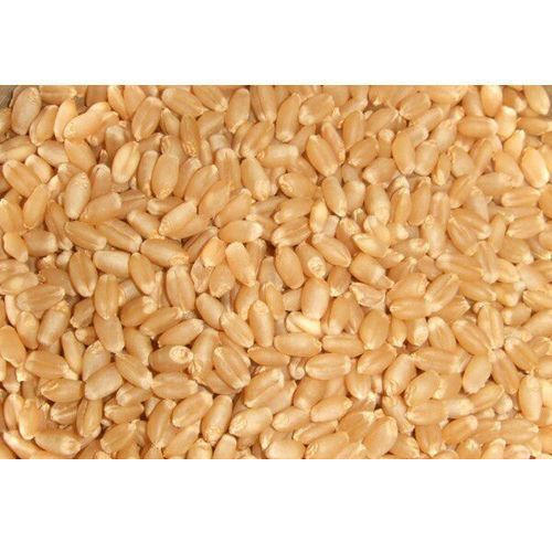 whole grain wheat
