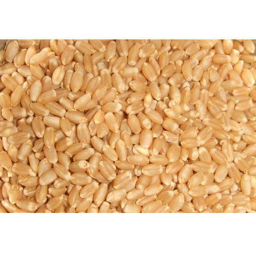 Whole grain wheat