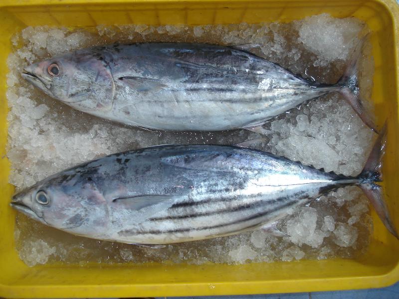 Frozen Skipjack Tuna Whole round Buy frozen skipjack tuna whole round fish
