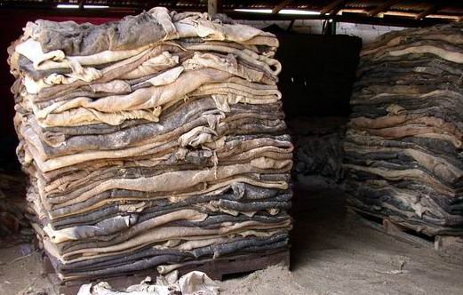 Dried Unsalted Donkey Hide