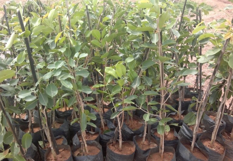 Jamun Plants