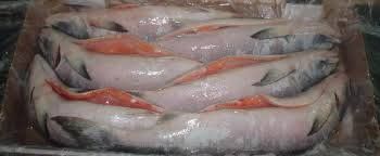 Frozen Pacific Chum Salmon Fish