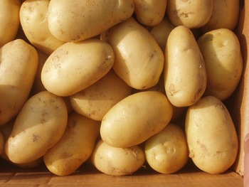 Export Quality Potatoes