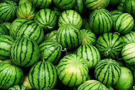 hybrid watermelon