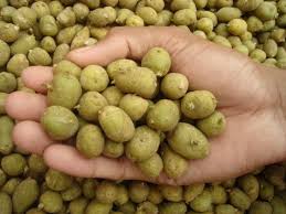 Kufri Jyoti Potato Seed