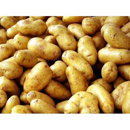 Kufri Pukhraj Seed Potato