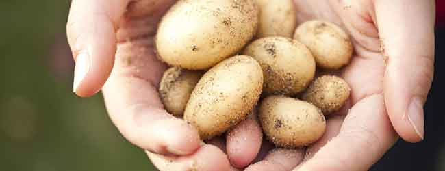 Potato Seed