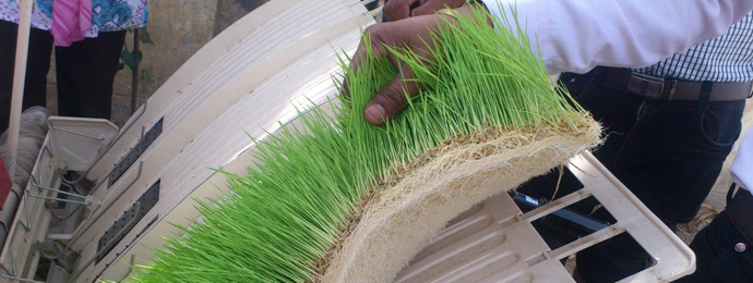 Organic paddy rice, Packaging Type : Jute Bags, Loose Packing