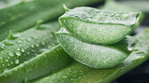 Aloe Vera Leaf, Grade : Pharmaceutical Grade