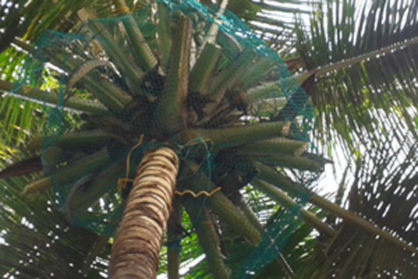 coconut safety nets